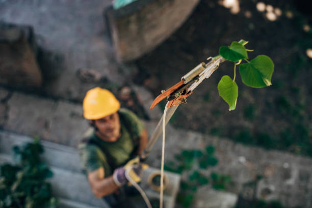 Why Choose Our Tree Removal Services in York, PA?