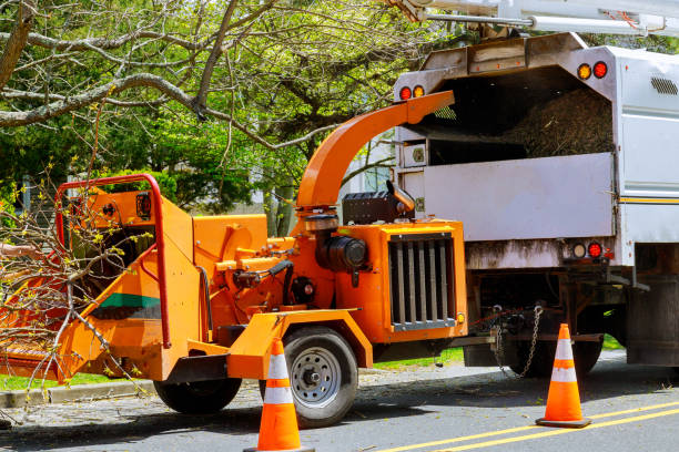 Best Root Management and Removal  in York, PA