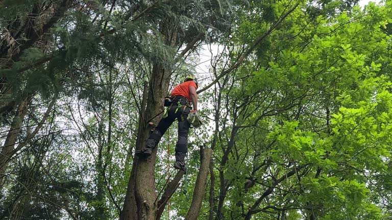 Best Tree Trimming and Pruning  in York, PA