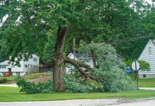 York, PA  Tree Services Company